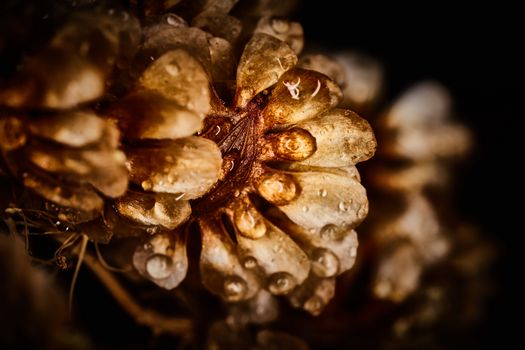 Dry plant dramatic macro close up view with raindrops