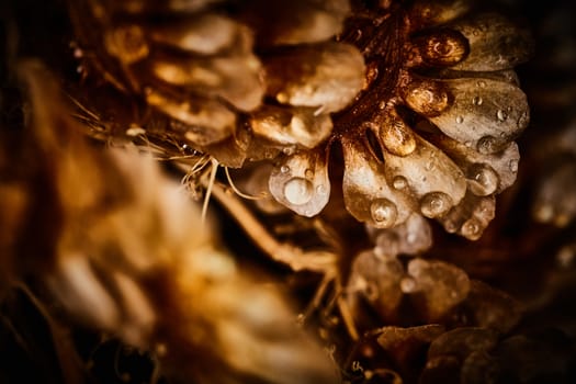 Dry plant dramatic macro close up view with raindrops