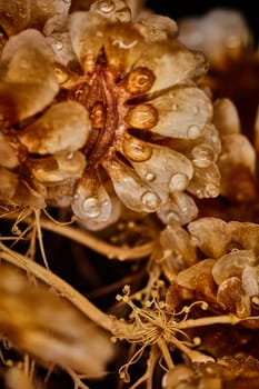 Dry plant dramatic macro close up view with raindrops