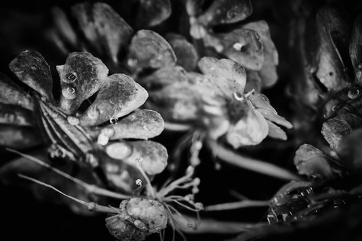 Dry plant dramatic macro close up view with raindrops