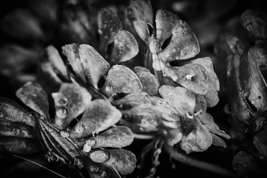 Dry plant dramatic macro close up view with raindrops