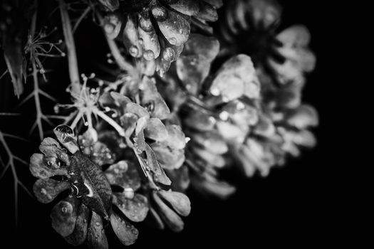 Dry plant dramatic macro close up view with raindrops