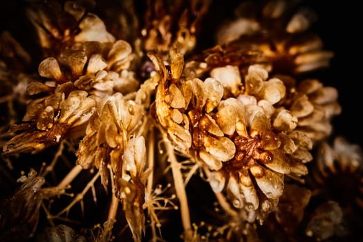 Dry plant dramatic macro close up view with raindrops