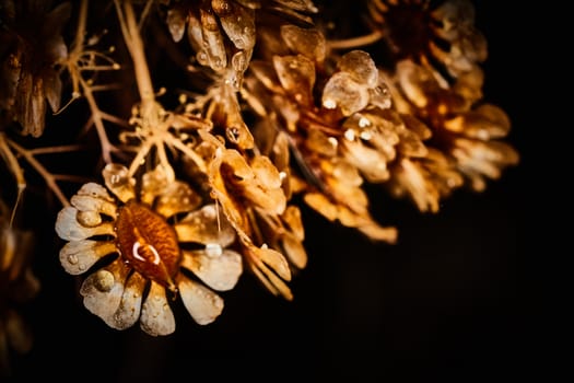 Dry plant dramatic macro close up view with raindrops