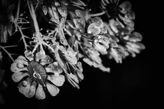 Dry plant dramatic macro close up view with raindrops