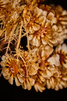 Dry plant dramatic macro close up view with raindrops