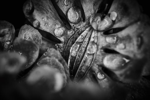 Dry plant dramatic macro close up view with raindrops