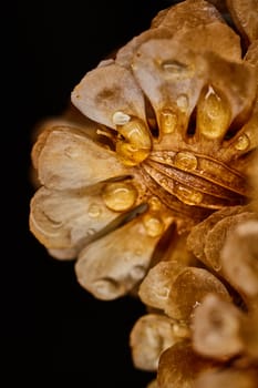 Dry plant dramatic macro close up view with raindrops