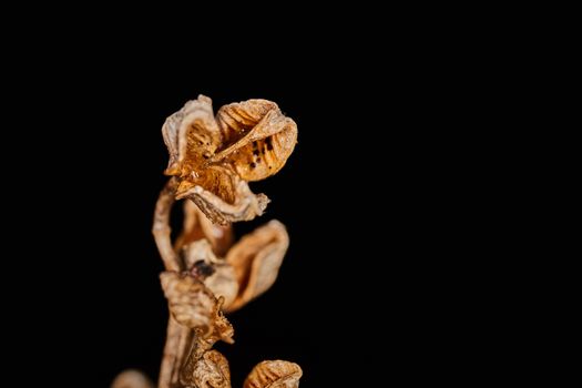 Asphodelus ramosus dry plant dramatic macro view