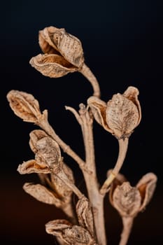 Asphodelus ramosus dry plant dramatic macro view