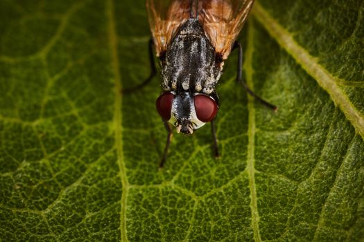 Extreme macro of fly eyes with leaf background