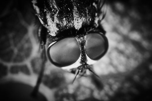 Extreme macro of fly eyes with leaf background