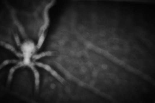 Philodromidae spider horror style extreme macro photo