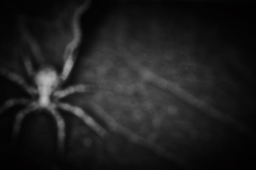 Philodromidae spider horror style extreme macro photo
