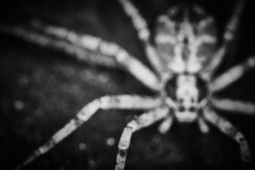 Philodromidae spider horror style extreme macro photo
