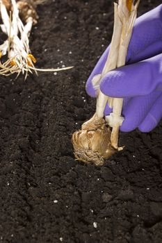 Planting flower bulbs in the ground with a rubber glove hand