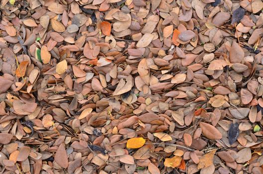 top view of Dried brown Leaf  Background