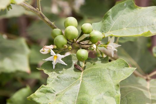 Little eggplant or turkey berry Fresh fruit on the tree