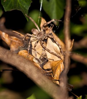 The female Rain Spider (Palystes superciliosus) builds an egg cocoon with leaves and silk and guards until the eggs are hatched