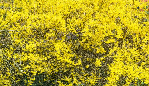 Large yellow flowering broom.