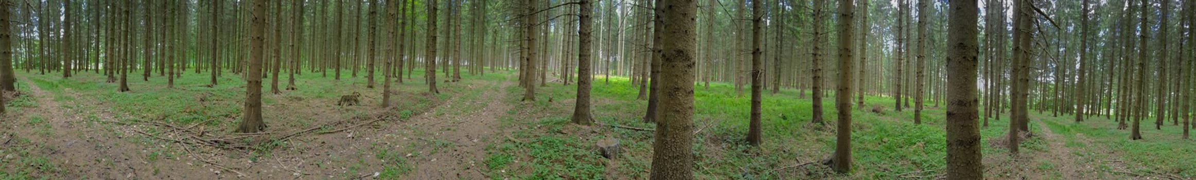Germany: Panorama Of Pine Forest In Lower Saxony