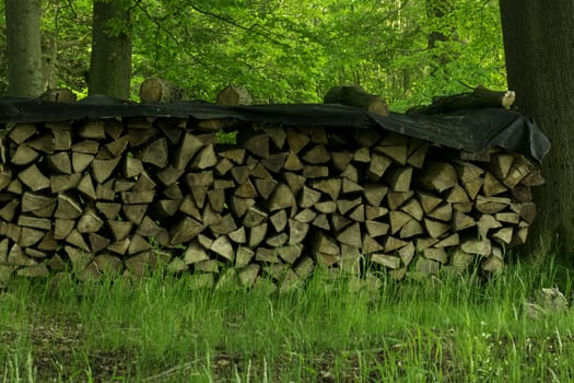 Germany: Stacked Firewood In The Forest In Lower Saxony