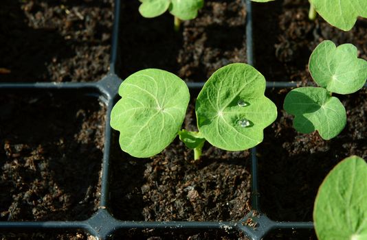 Nasturtium seedling with water droplets on green leaf. Young plants growing in a seed tray.