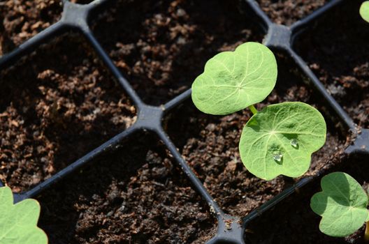 Droplets of water on leaf of a nasturtium seedling growing in compost in a seed tray with copy space