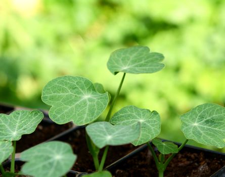 Green leaves of nasturtium seedlings reaching upwards against bright green bokeh background