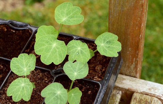 Seed tray of young nasturtium seedlings on a wooden garden bench