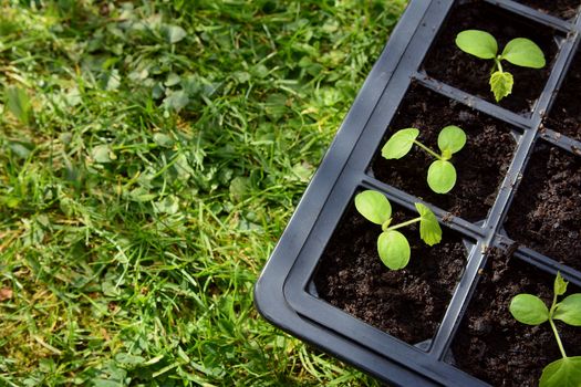 Cucamelon seedlings growing in compost in a seed tray, copy space on green grass. Cucamelons have many common names, including Mexican sour gherkin, pepquino, or mouse melon