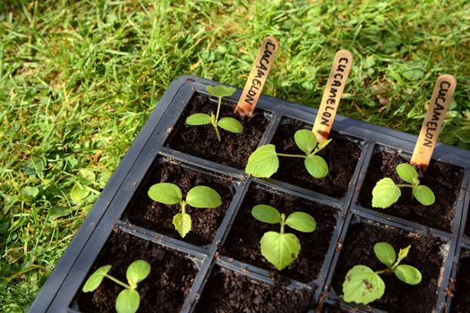 Cucamelon seedlings developing true leaves in seed tray on grass. Plants are labelled with handwritten wooden markers.