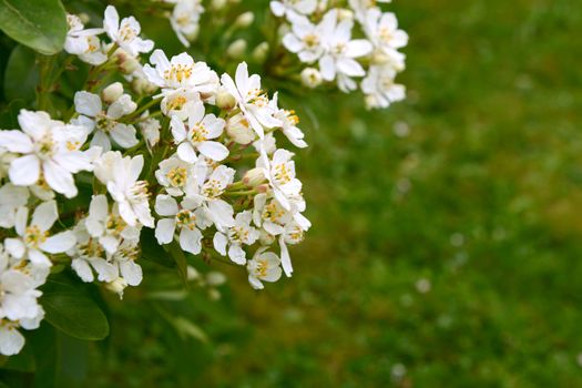 Fragrant white choisya flowers against green grass background - the shrub is also known as Mexican orange blossom or mock orange.