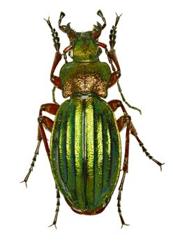 Golden Ground Beetle on white Background  -  Carabus auronitens (Fabricius, 1792)