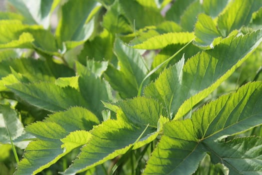 Fresh and green leaves. Herb background. Nature