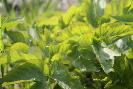 Fresh and green leaves. Herb background. Nature