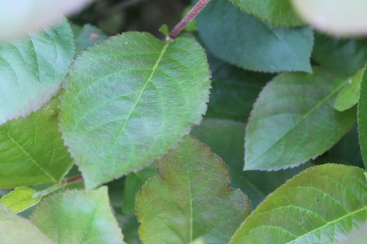 Fresh and green leaves. Herb background. Nature