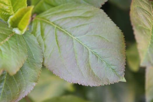 Fresh and green leaves. Herb background. Nature