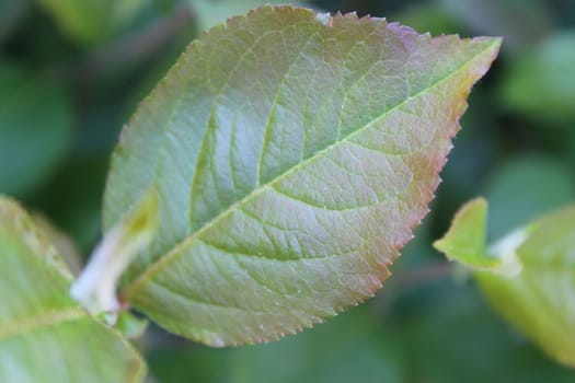 Fresh and green leaves. Herb background. Nature