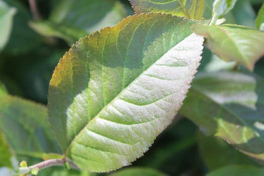 Fresh and green leaves. Herb background. Nature