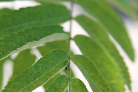 Fresh and green leaves. Herb background. Nature