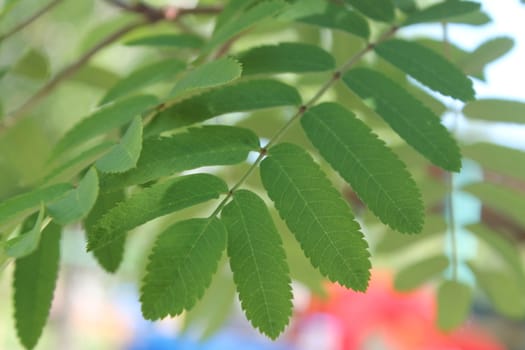 Fresh and green leaves. Herb background. Nature
