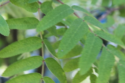 Fresh and green leaves. Herb background. Nature