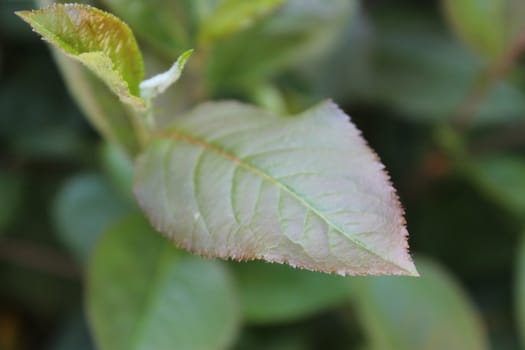 Fresh and green leaves. Herb background. Nature