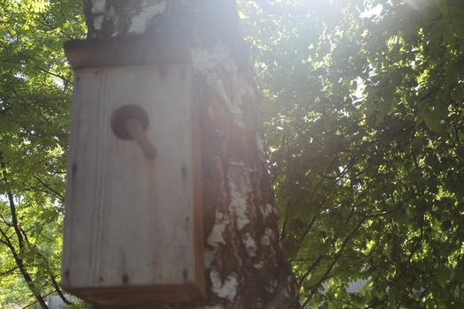 A birdhouse on a tree in a forest.