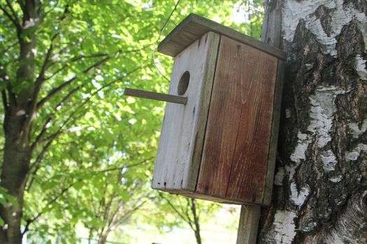 A birdhouse on a tree in a forest.