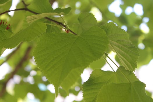 Fresh and green leaves. Herb background. Nature