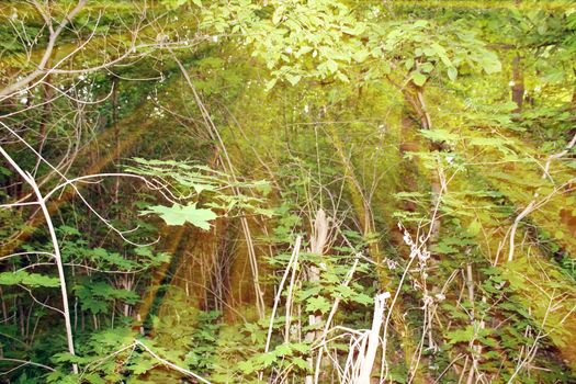 Magic forest. Composition with rays of light. Nature background