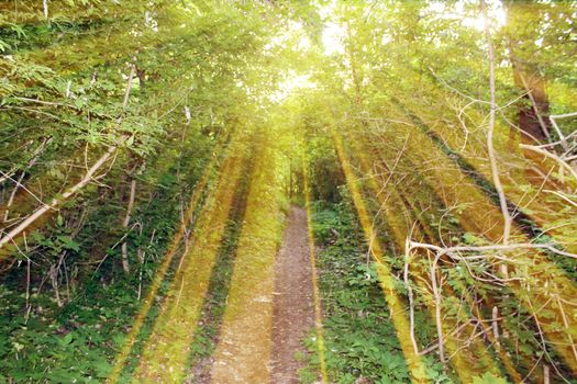 Magical road in the forest. Composition with rays of light.