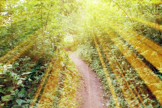 Magical road in the forest. Composition with rays of light.